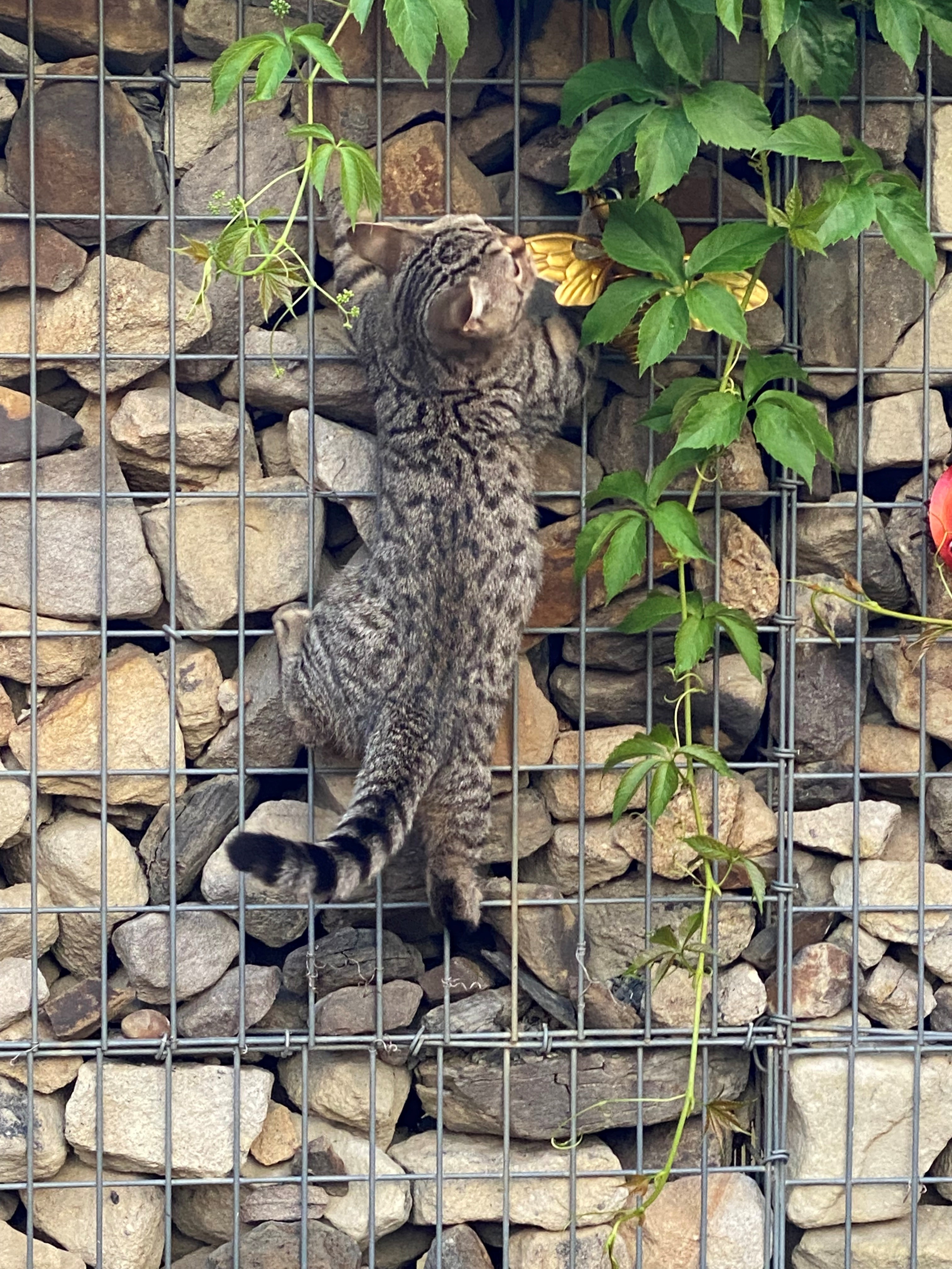 Gabionenwand mit Steinfüllung – Gabionen Günsel Moers
